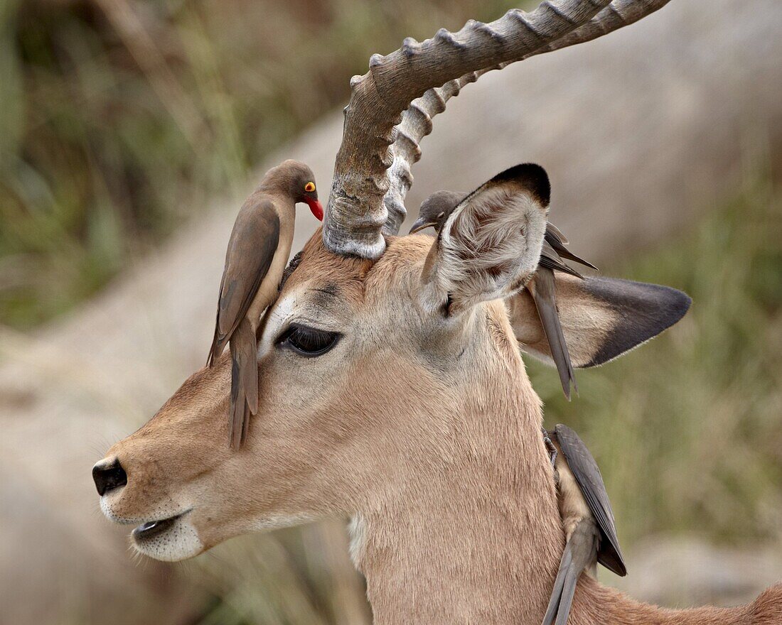 Impala (Aepyceros melampus) buck with red-billed oxpecker (Buphagus erythrorhynchus), Kruger National Park, South Africa, Africa