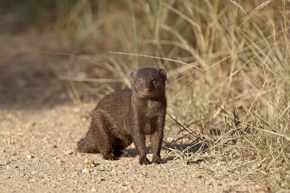 Dwarf mongoose (Helogale parvula), Kruger National Park, South Africa, Africa