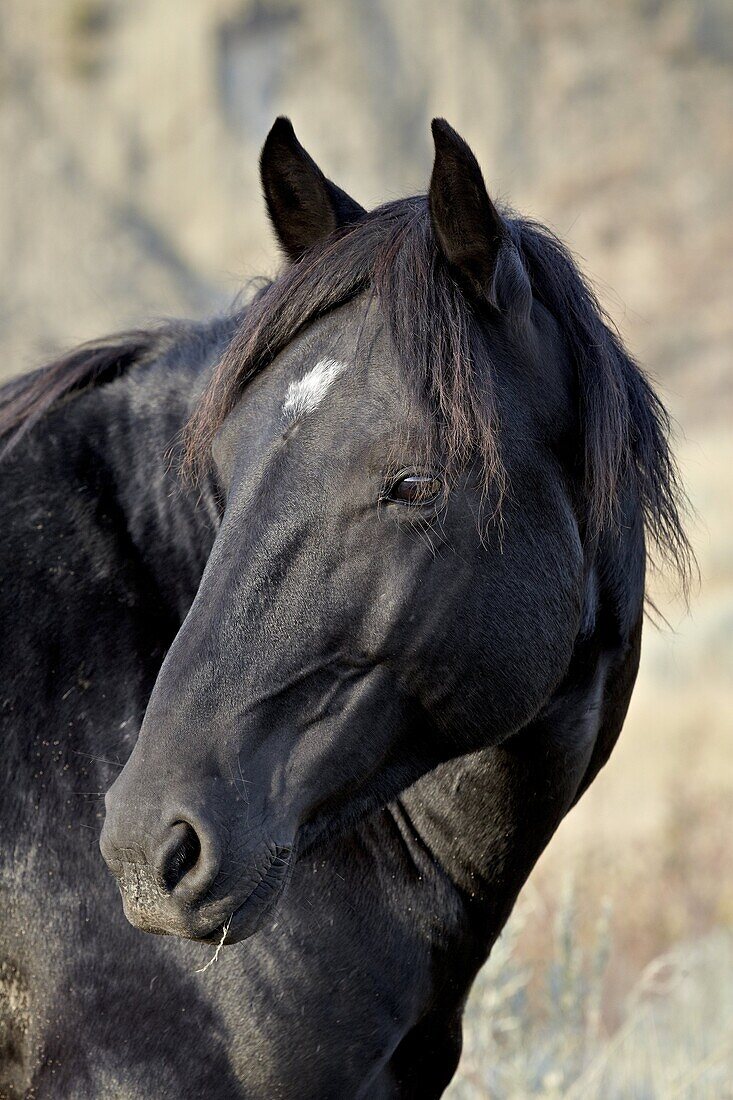 Wild horse (Equus Caballus), Theodore Roosevelt National Park, North Dakota, United States of America, North America