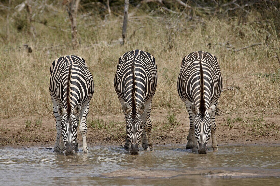 Three Chapman's zebra (Plains Zebra) (Equus burchelli antiquorum) drinking, Kruger National Park, South Africa, Africa