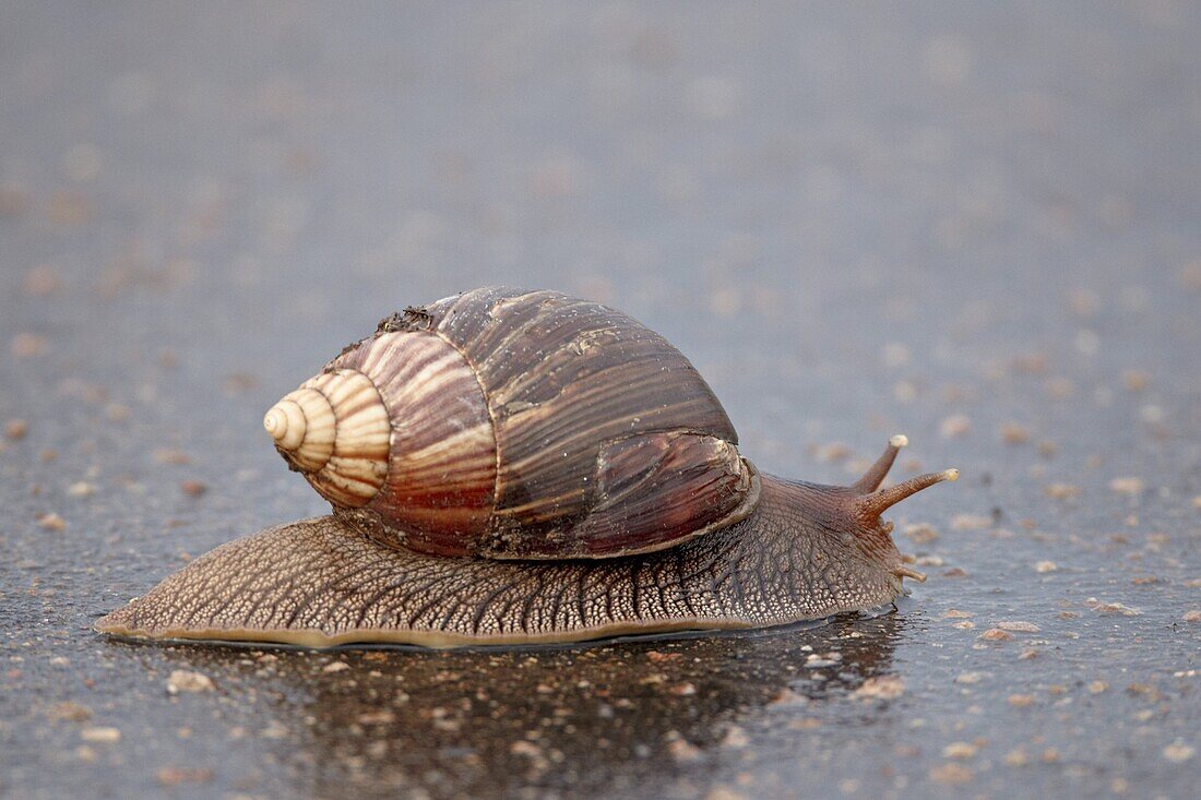 Panther agate snail (Achatina immaculata), Kruger National Park, South Africa, Africa