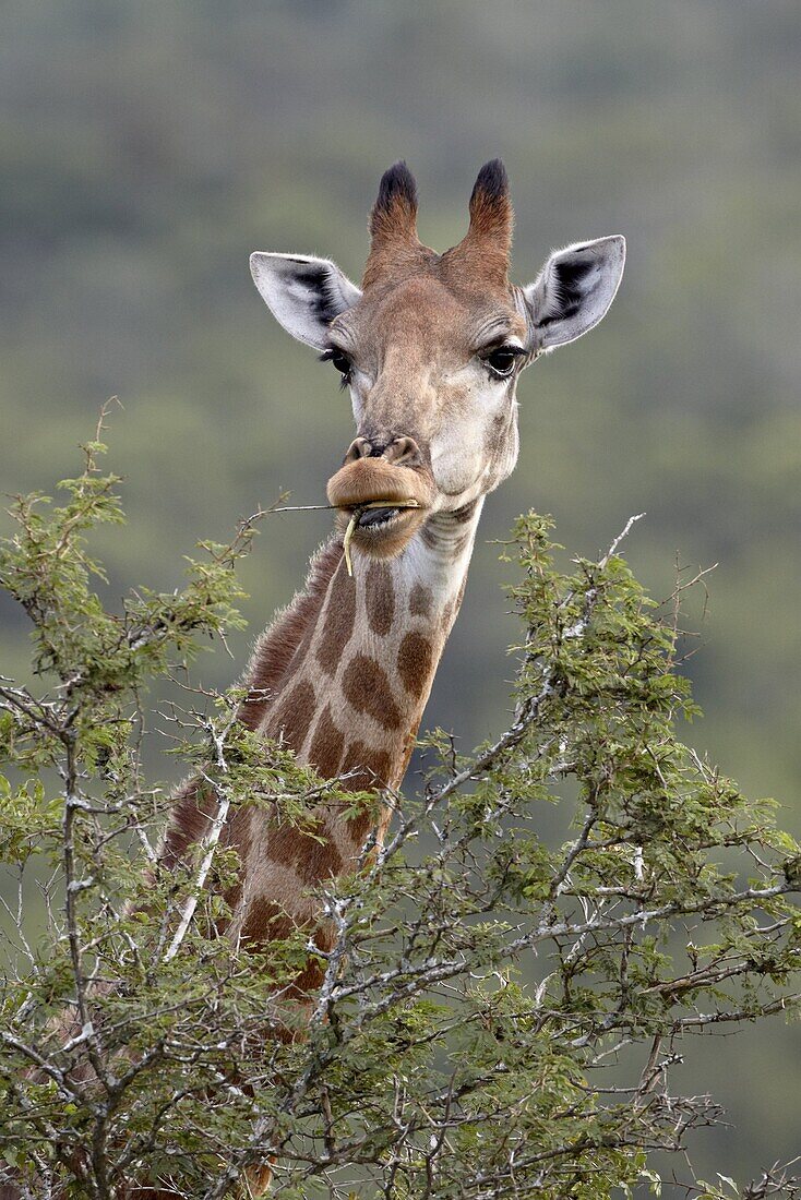 Cape giraffe (Giraffa camelopardalis giraffa) feeding, Hluhluwe Game Reserve, South Africa, Africa