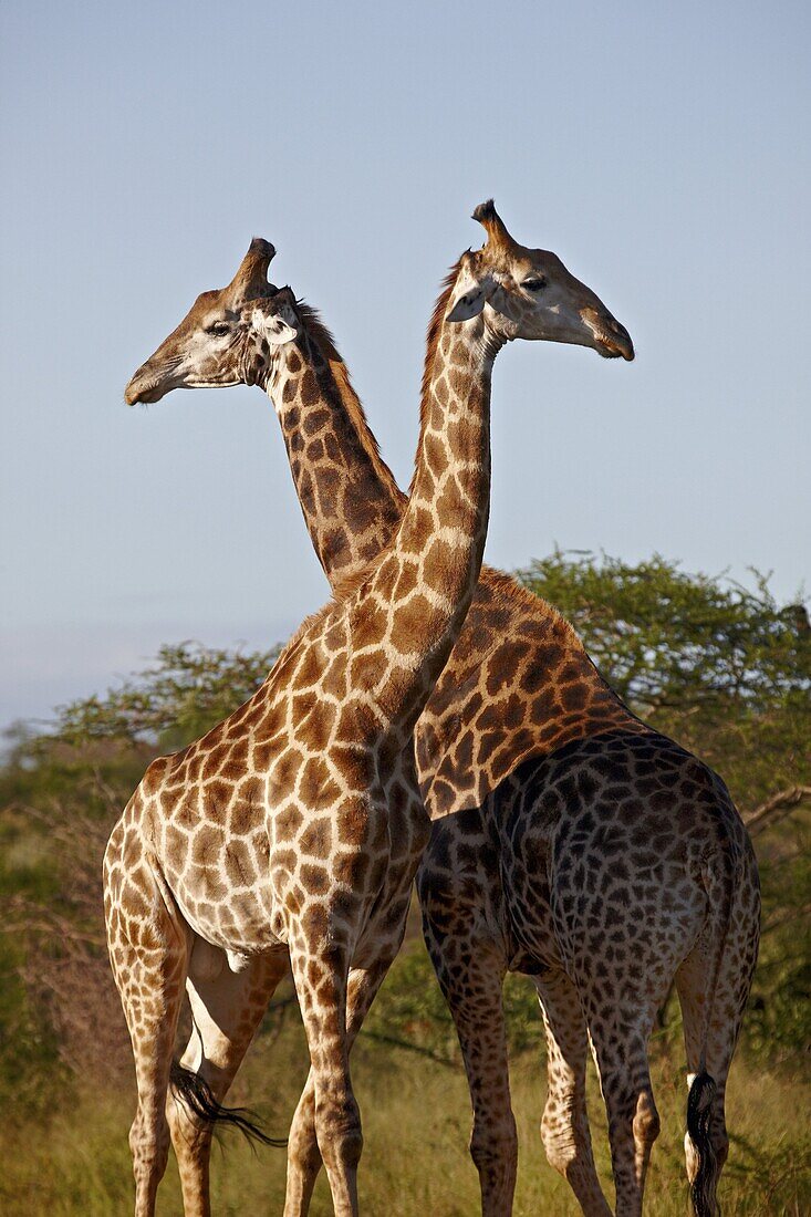 Two male Cape giraffe (Giraffa camelopardalis giraffa), Imfolozi Game Reserve, South Africa, Africa