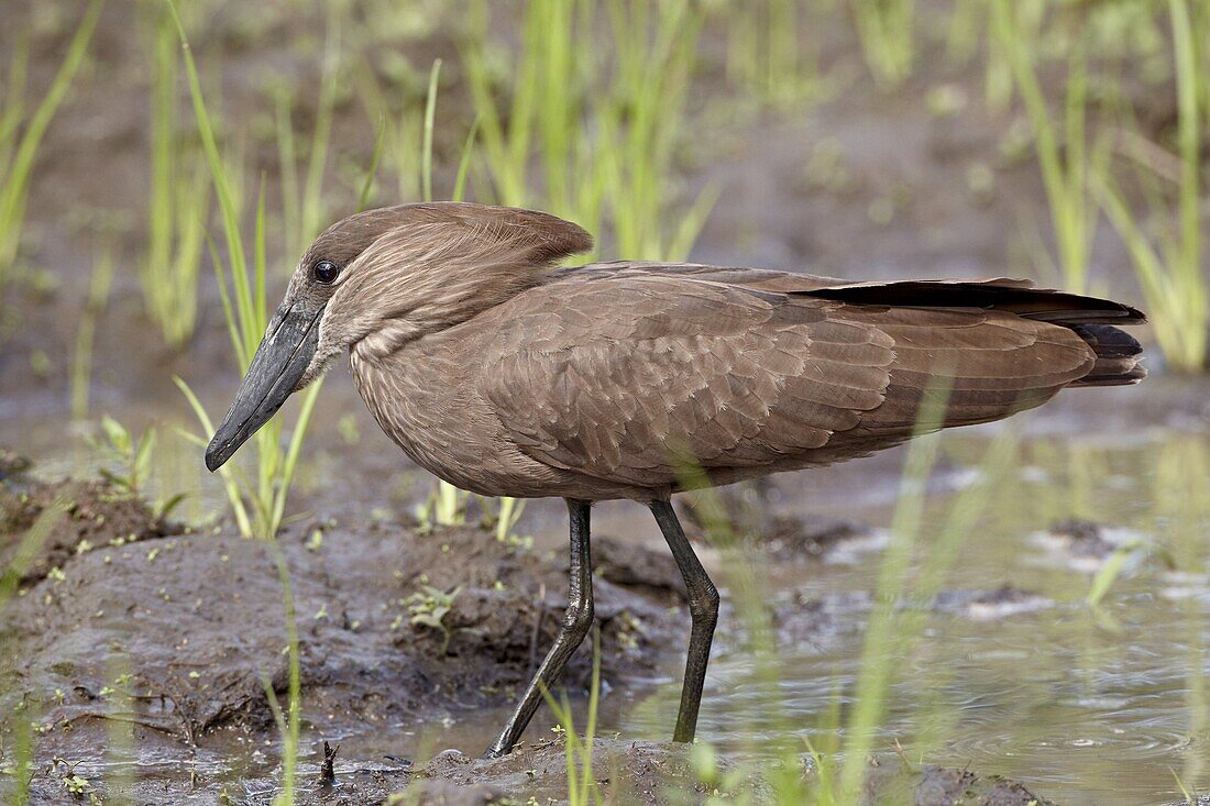 Hamerkop (Scopus umbretta), Imfolozi Game Reserve, South Africa, Africa