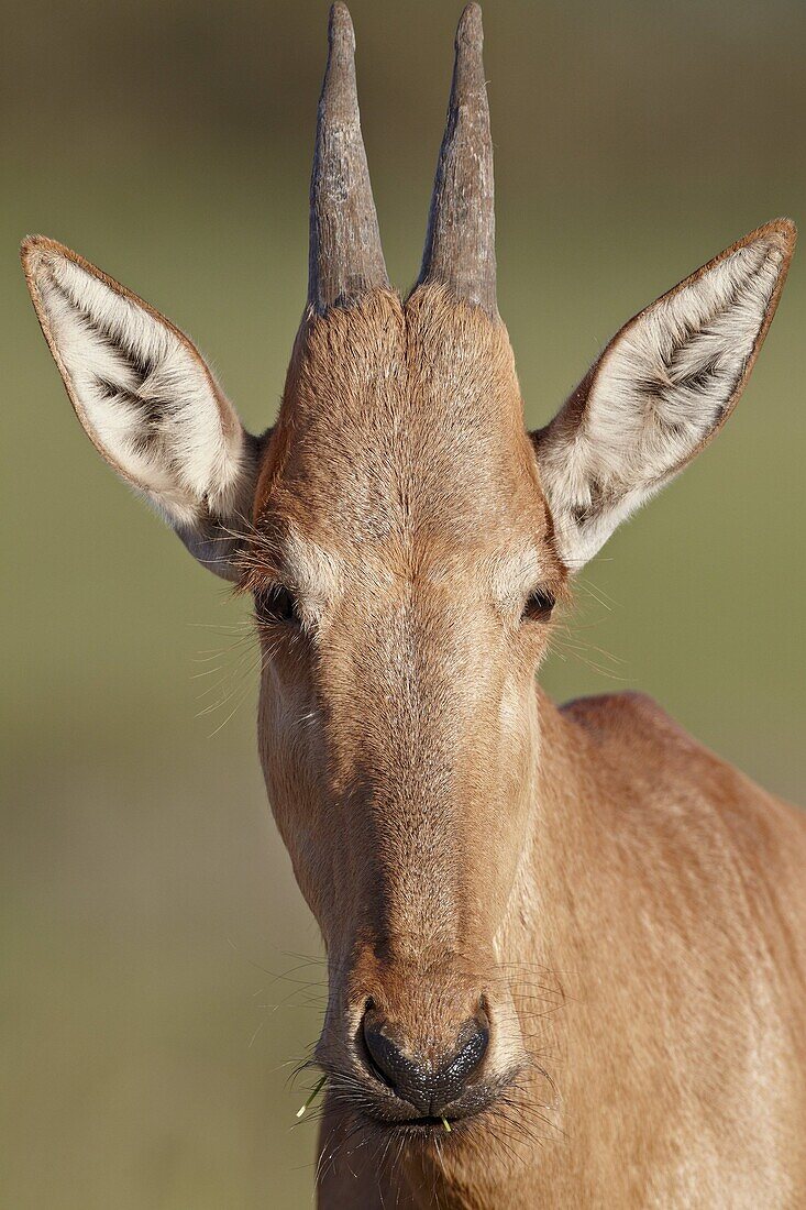 Young red hartebeest (Alcelaphus buselaphus), Addo Elephant National Park, South Africa, Africa