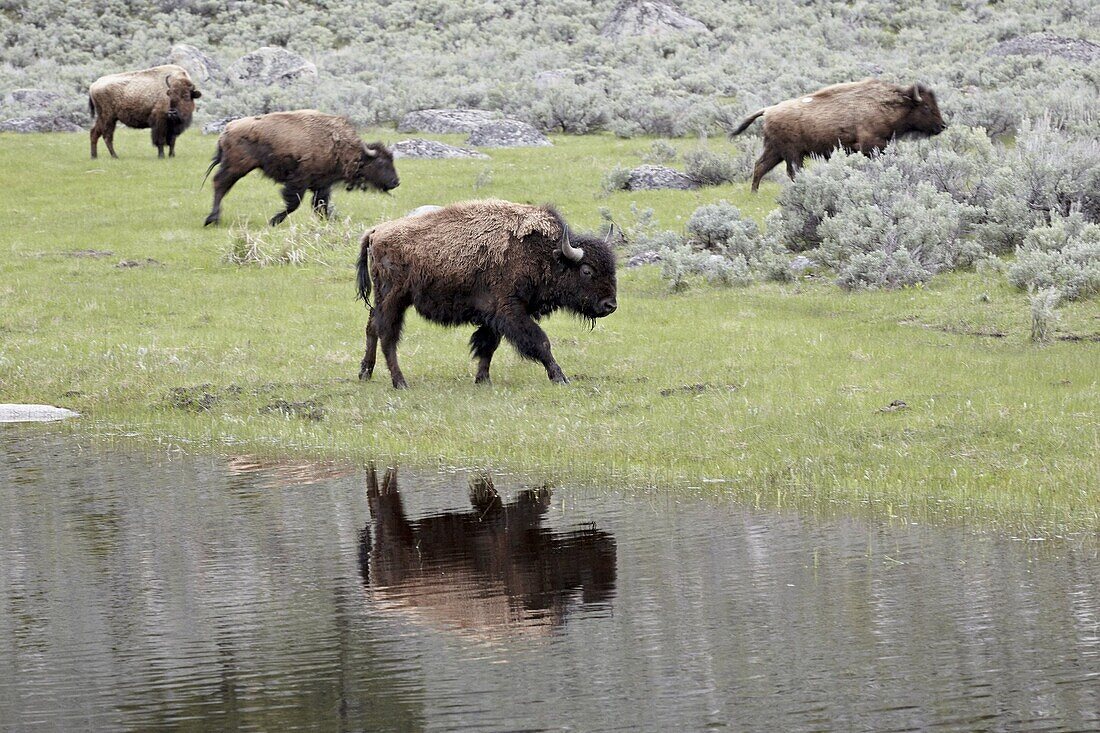 Bison (Bison bison) reflected in a pond, Yellowstone National Park, UNESCO World Heritage Site, Wyoming, United States of America, North America