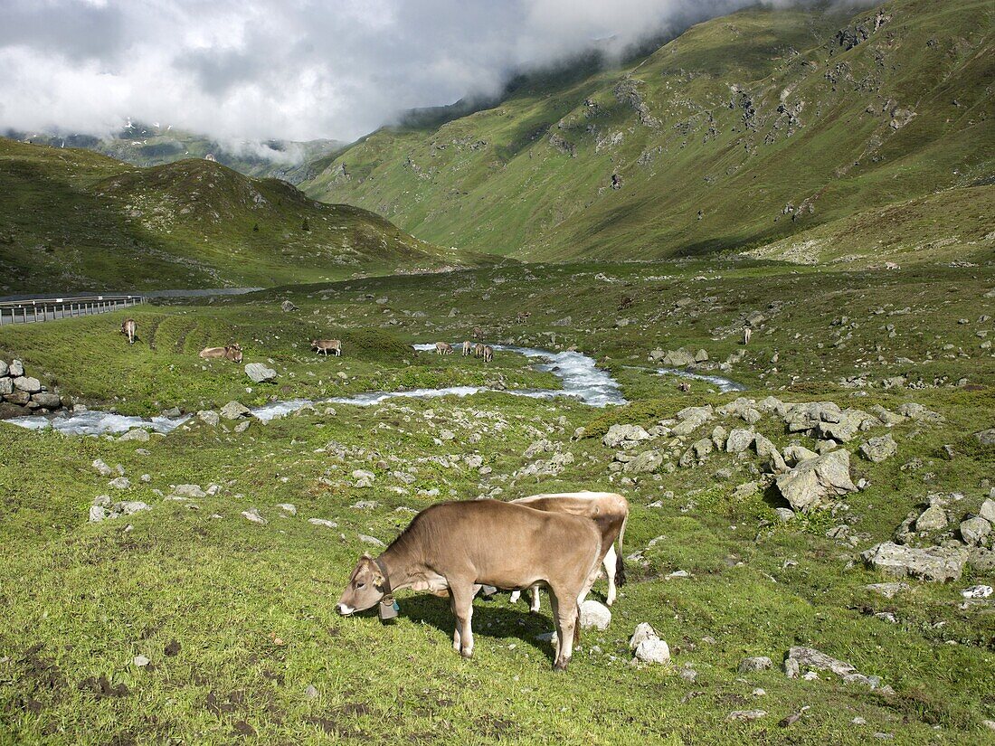 Swiss cows in alpine meadow, Canton Graubunden, Switzerland, Europe