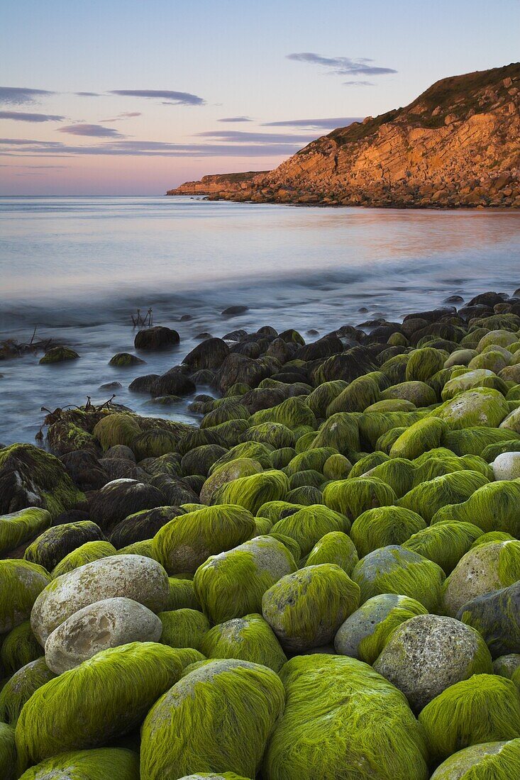 Algae covered rocks at sunrise at Church Ope Cove, Portland, Jurassic Coast, UNESCO World Heritage Site, Dorset, England, United Kingdom, Europe