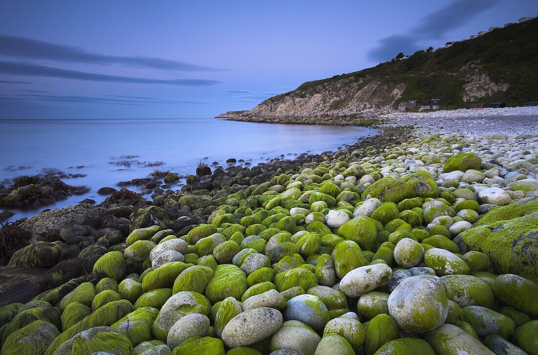 Algae covered pebbles at Church Ope Cove at dawn Portland, Jurassic Coast, UNESCO World Heritage Site, Dorset, England, United Kingdom, Europe