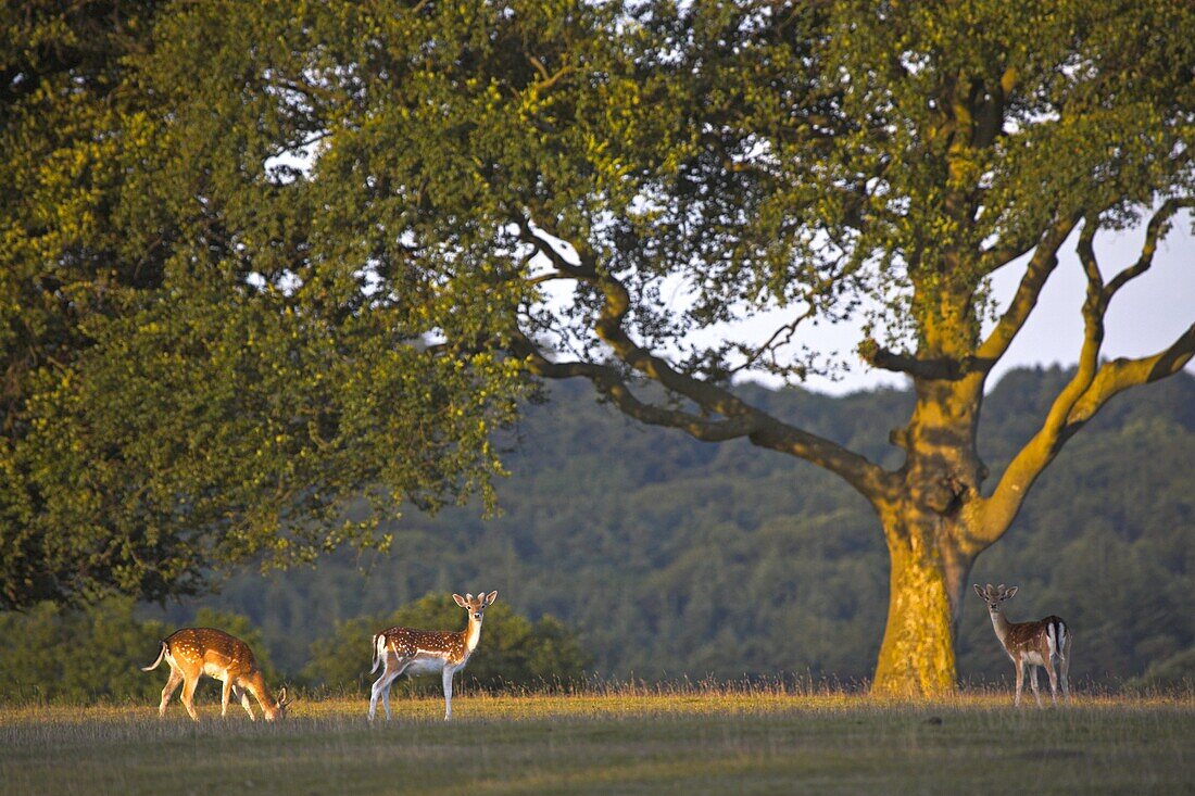 Fallow deer grazing in the New Forest National Park, Hampshire, England, United Kingdom, Europe