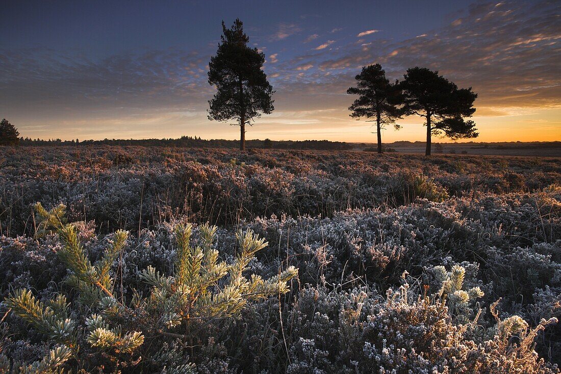 Sunrise on a winter morning in the New Forest, Hampshire, England, United Kingdom, Europe