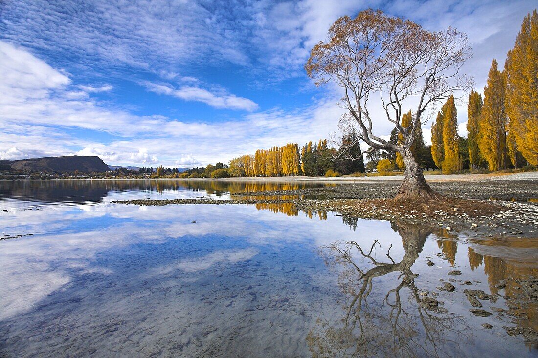 Spectacular autumn colour beside the lake at Wanaka, Otago, South Island, New Zealand, Pacific