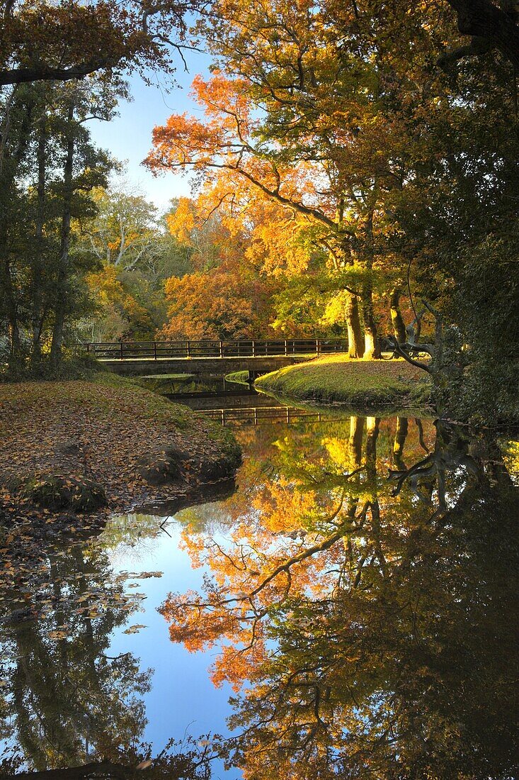 Late afternoon sunshine glows golden on the trees beside this New Forest stream, Hampshire, England, United Kingdom, Europe