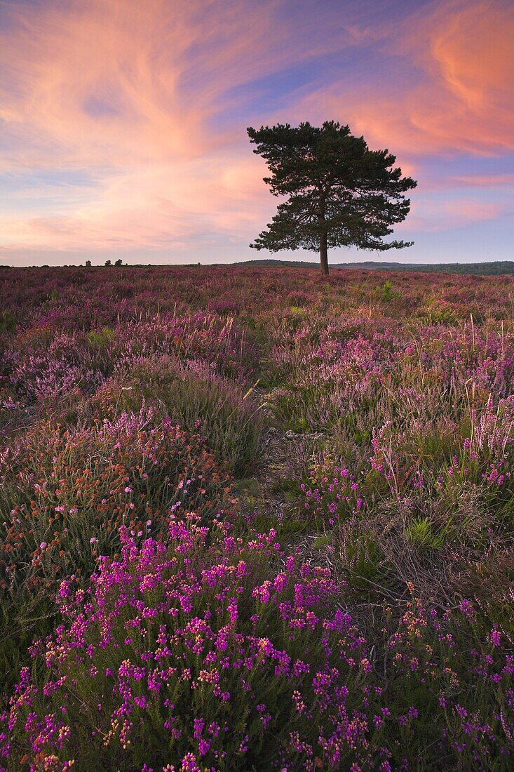 A summer evening on the heather carpeted New Forest heathland, Hampshire, England, United Kingdom, Europe