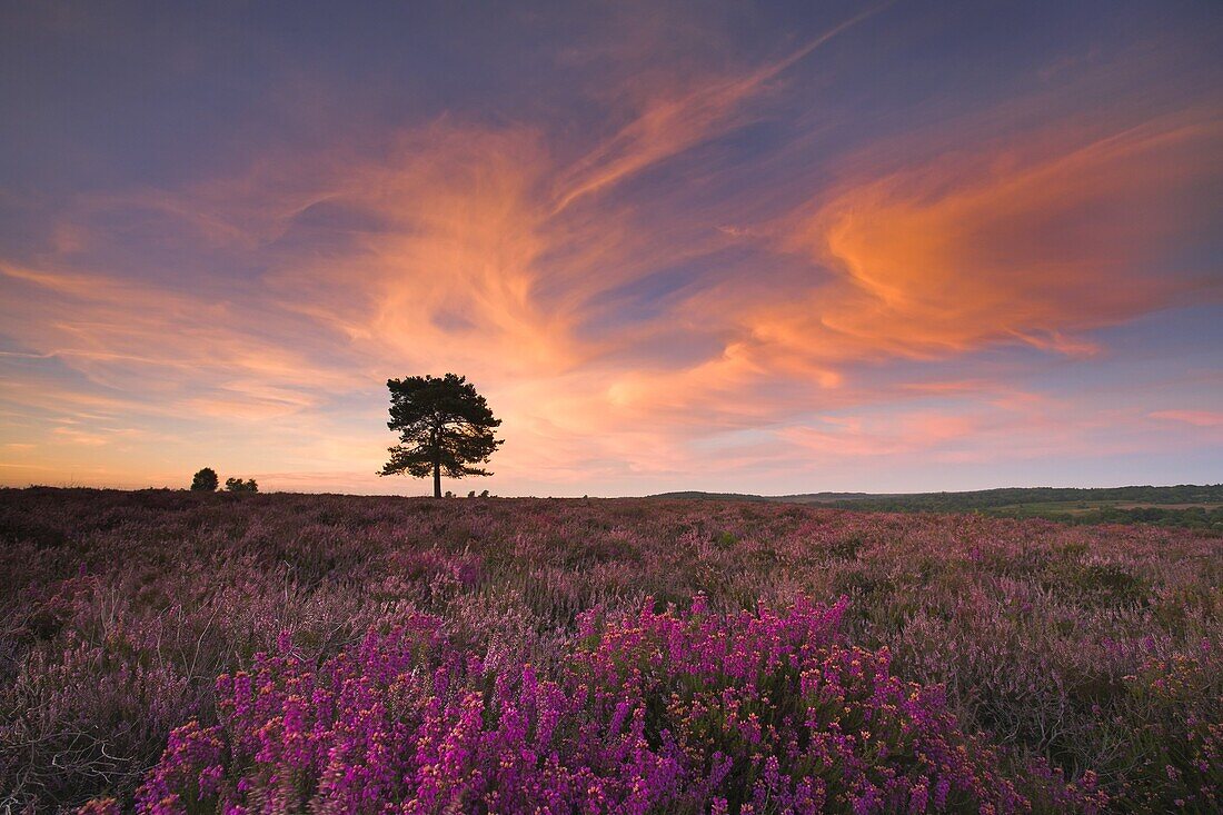 A summer evening on the heather carpeted New Forest heathland, Hampshire, England, United Kingdom, Europe