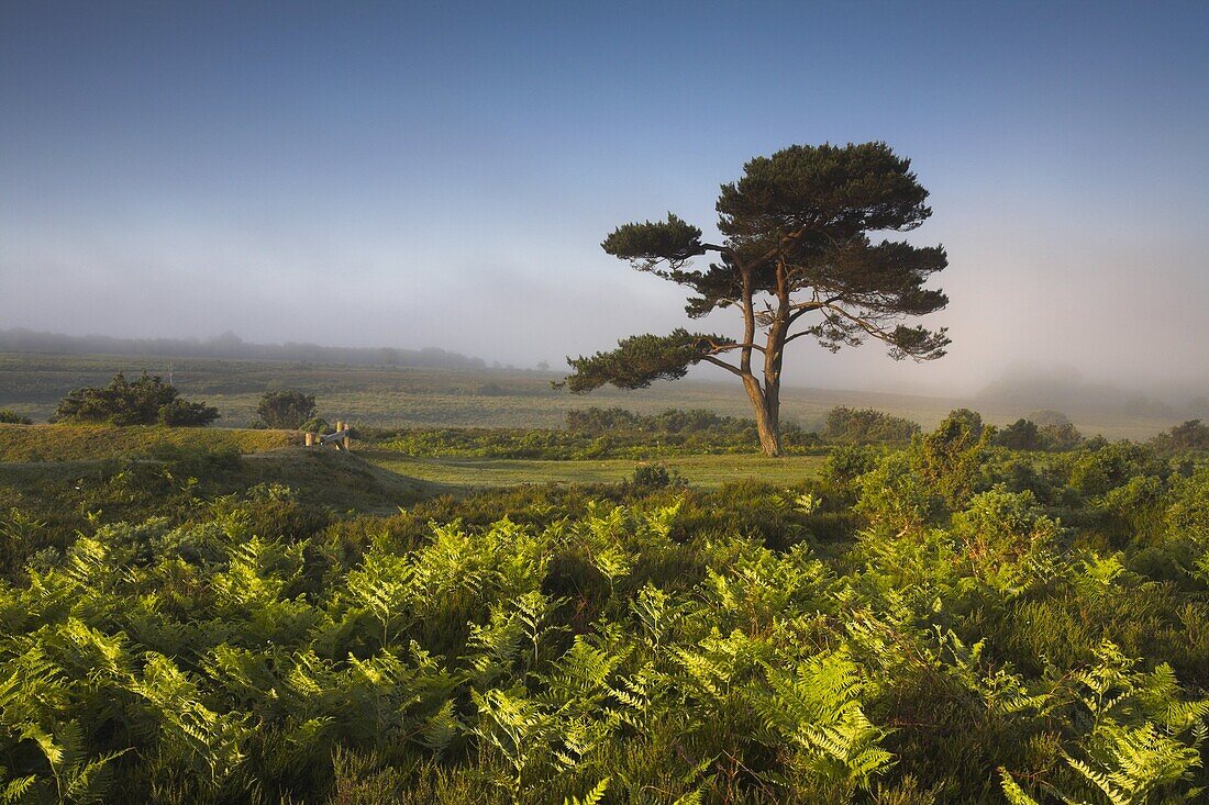 Spring morning on the heathland in the New Forest National Park, Hampshire, England, United Kingdom, Europe
