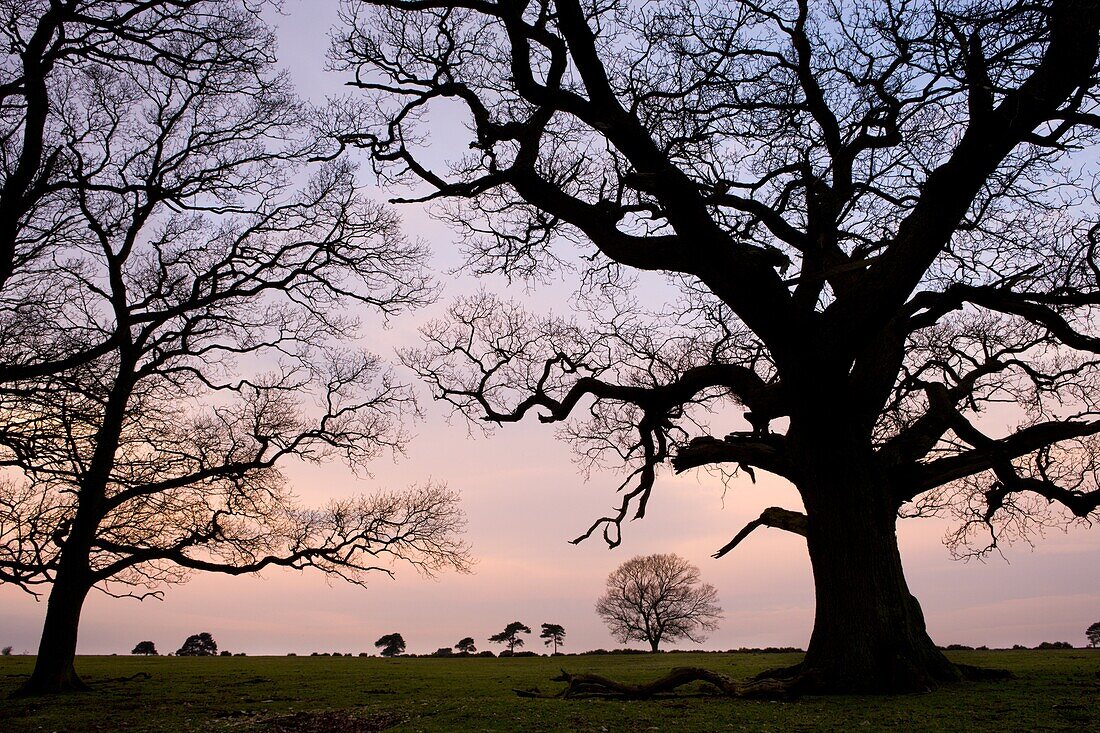 Tree silhouettes on Backley Plain, New Forest National Park, Hampshire, England, United Kingdom, Europe