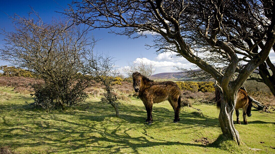Exmoor ponies graze on Porlock Hill, Exmoor National Park, Somerset, England, United Kingdom, Europe