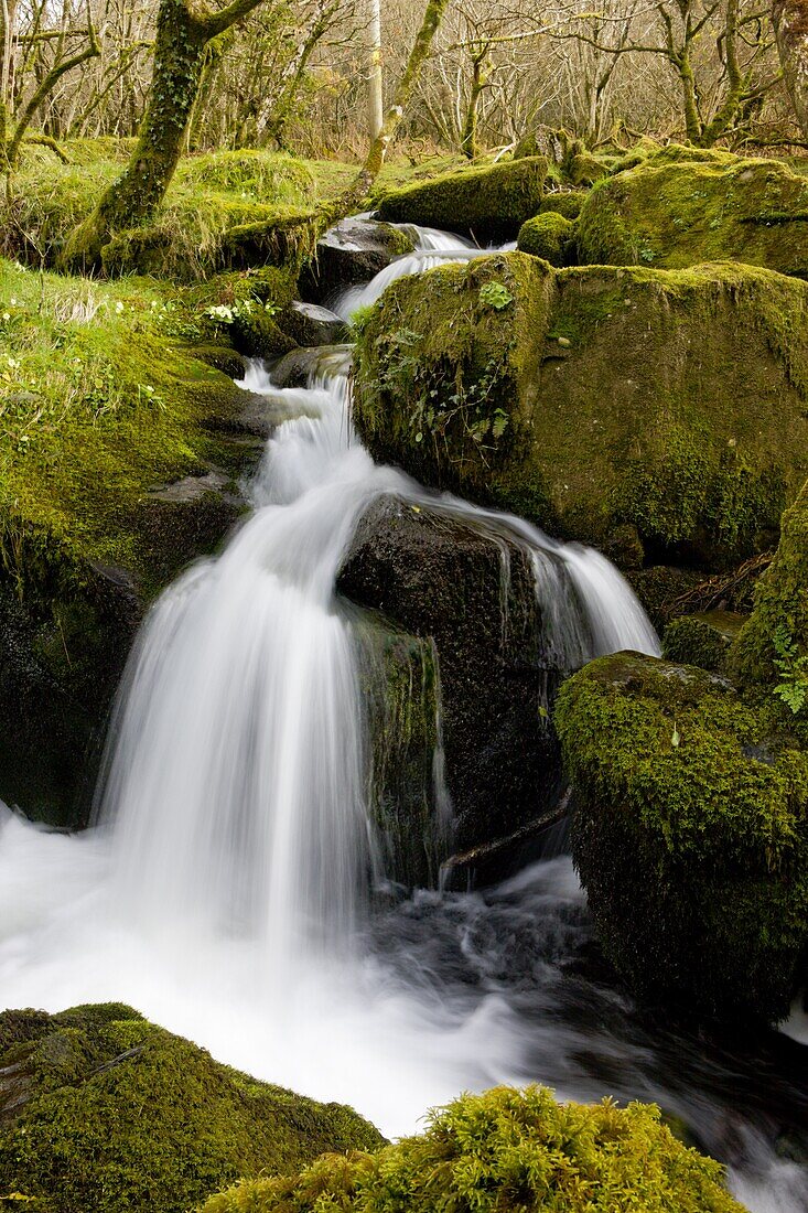 Babbling brook in a mossy wood, Dartmoor National Park, Devon, England, United Kingdom, Europe