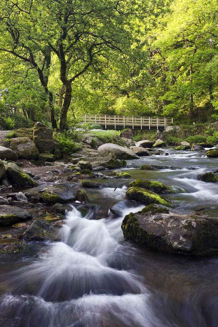 Spring at Watersmeet in Exmoor National Park, Devon, England, United Kingdom, Europe