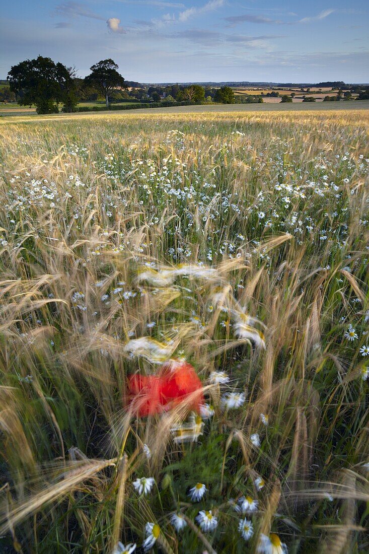 A summer evening in the North Norfolk countryside near Letheringsett, Norfolk, England, United Kingdom, Europe