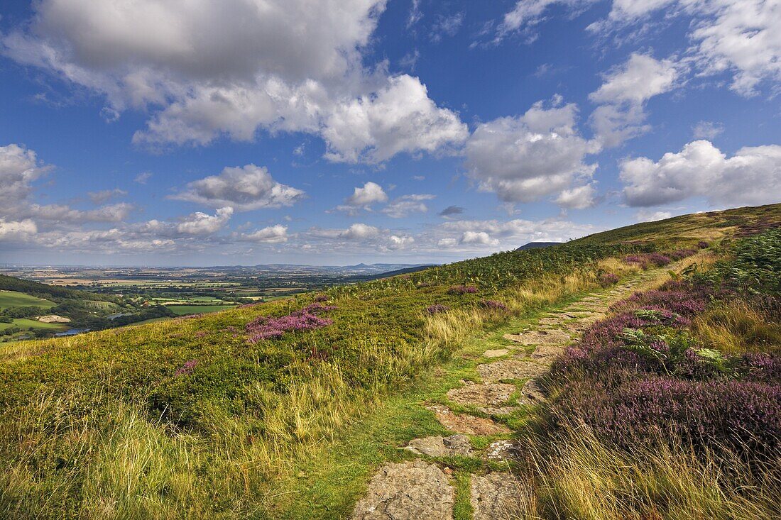 The Cleveland Way, flanked by heather in summertime, North Yorkshire Moors, Yorkshire, England, United Kingdom, Europe