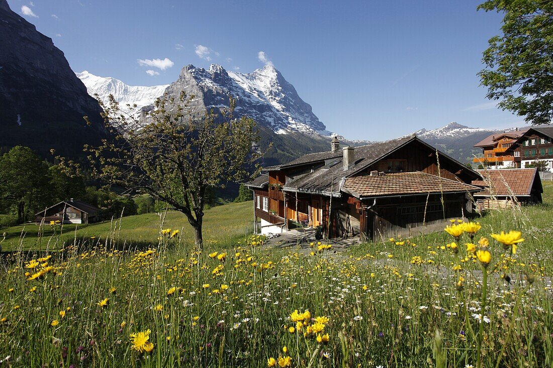 View from Grindelwald to Eiger, Bernese Oberland, Swiss Alps, Switzerland, Europe