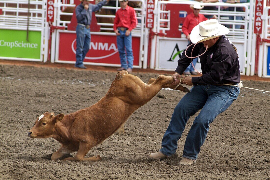 Calgary Stampede, Stampede Park, Calgary, Alberta, Canada, North America