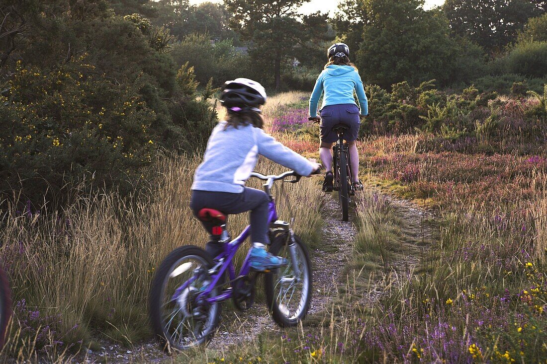 Family cycling along heathland tracks at sunset, Holt Heath, Dorset, England, United Kingdom, Europe