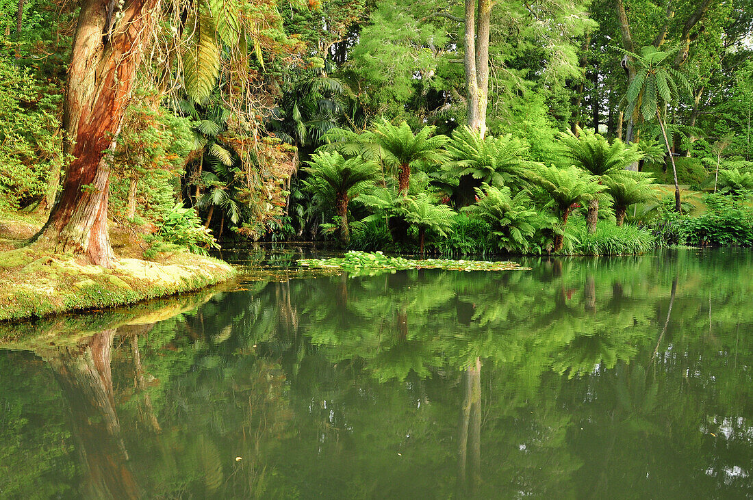 Tropische Vegetation mit Palmenwald und Fluss im Botanischen Garten, Park Parque Terra Nostra, Furnas, Furnas-Tal, Povocao, Insel Sao Miguel, Azoren, Portugal, Europa, Atlantik