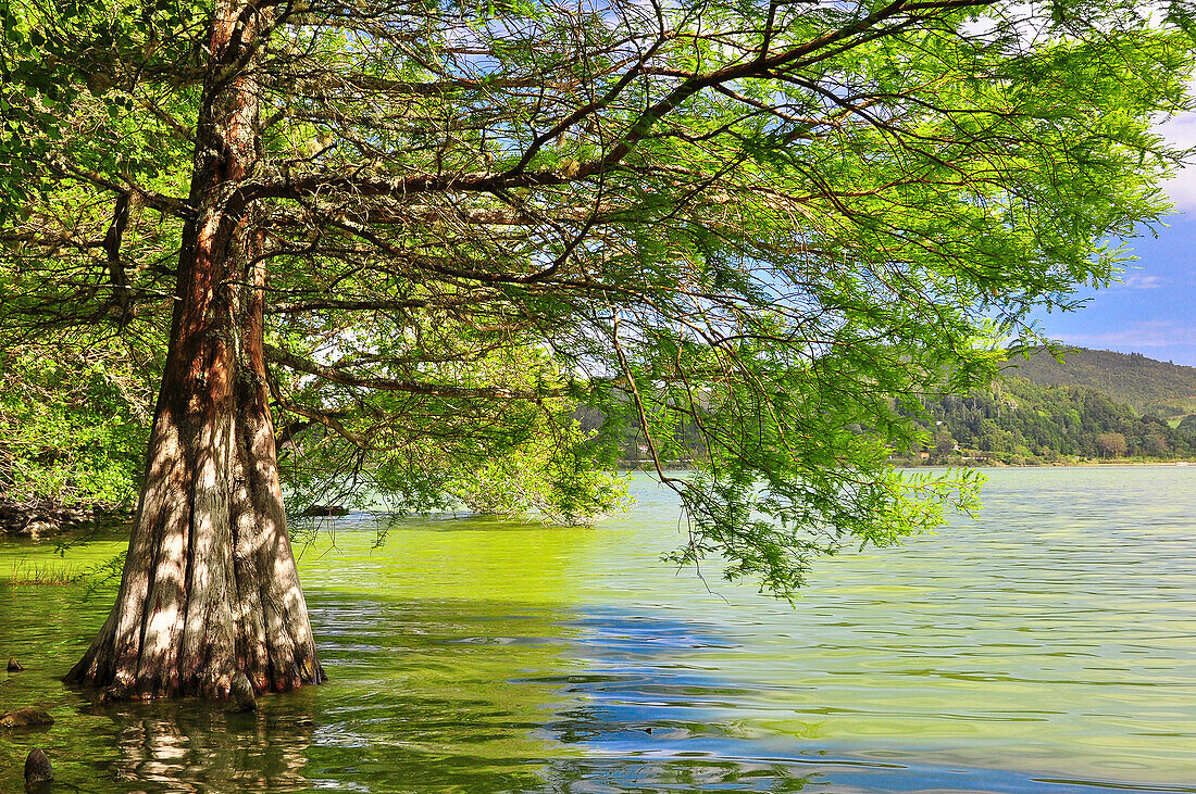 Ufer des Kratersee Lagoa das Furnas mit Baum im Wasser, Furnas-See, Caldeira, Furnas, Povocao, Insel Sao Miguel, Azoren, Portugal, Europa, Atlantik