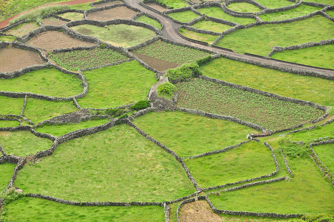 Terassen mit Steinmauern, die Felder schützen, Landwirtschaft, Faja Grande, Insel Flores, Azoren, Portugal, Europa, Atlantik