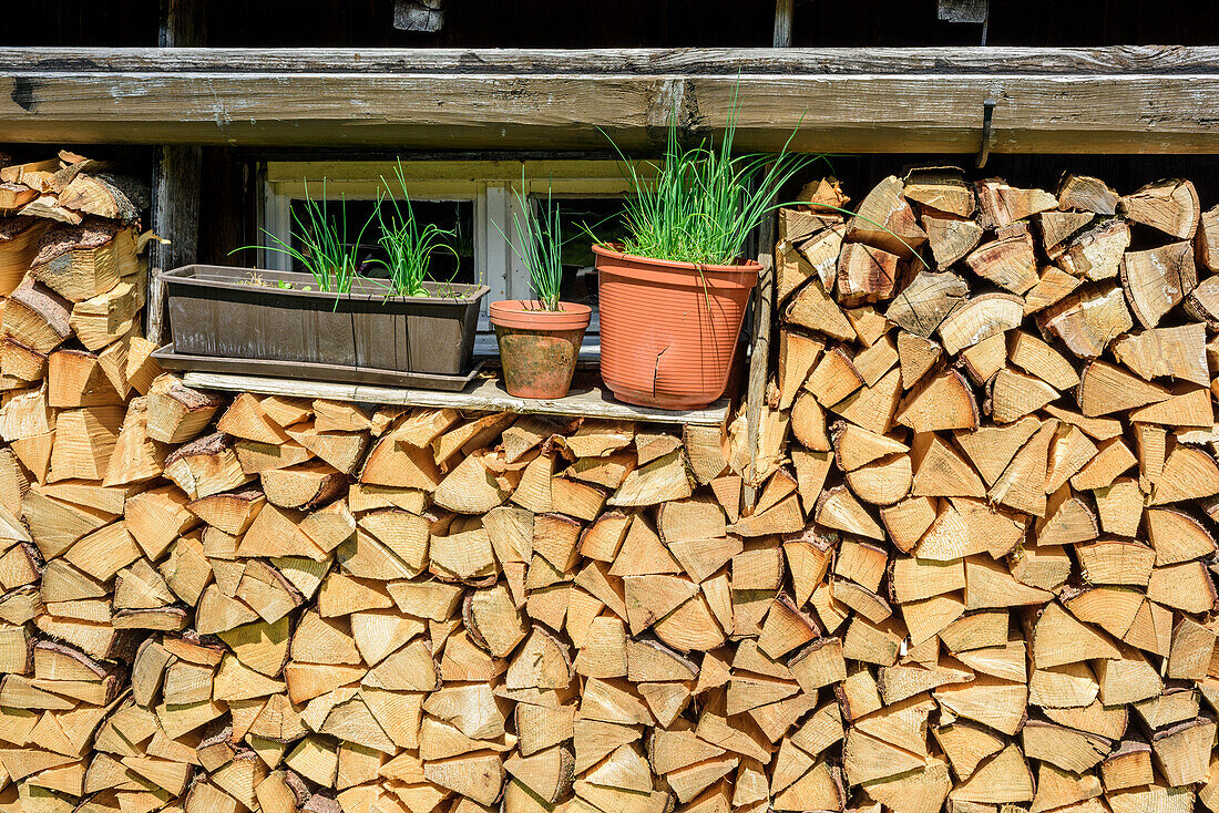 Stack of wood and fresh herbs in front of alpine hut, Chiemgau Alps, Upper Bavaria, Bavaria, Germany