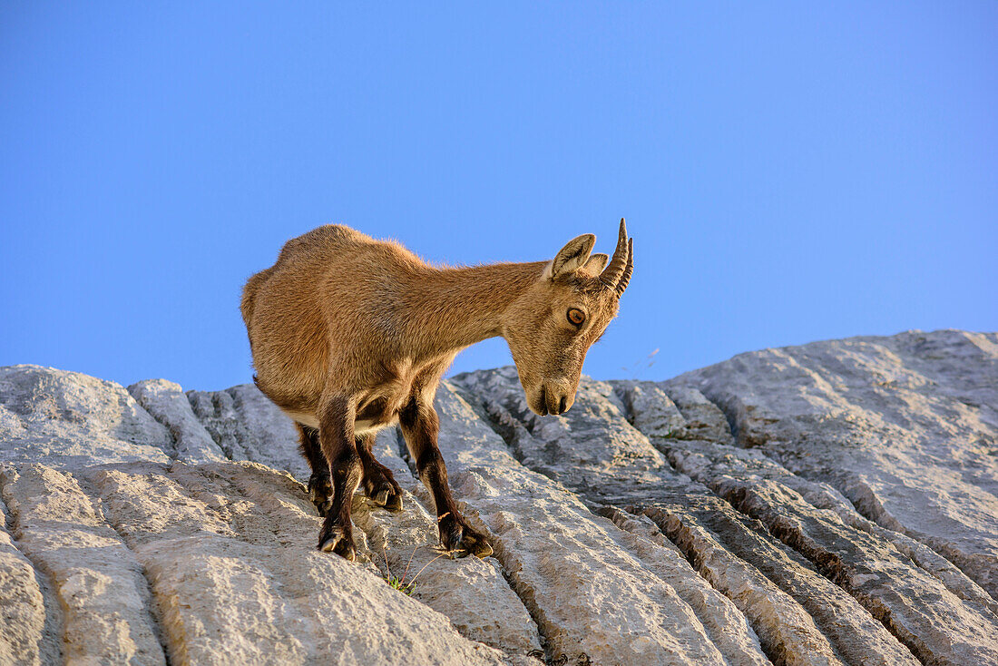 Steinbock balanziert auf steiler Felsplatte, Capra ibex, La Tournette, Hochsavoyen, Frankreich