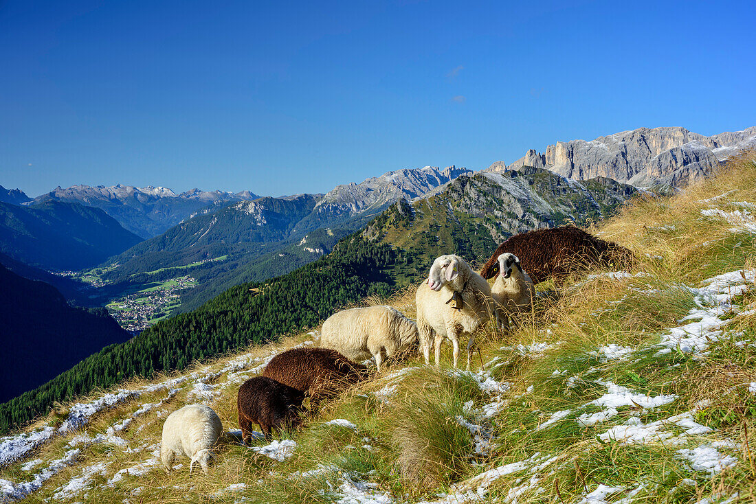 Schafe grasen auf Wiese über Fassatal, Lagorai, Latemar und Rosengartengruppe im Hintergrund, Friedrich-August-Weg, Langkofelgruppe, Dolomiten, UNESCO Weltnaturerbe Dolomiten, Trentino, Italien