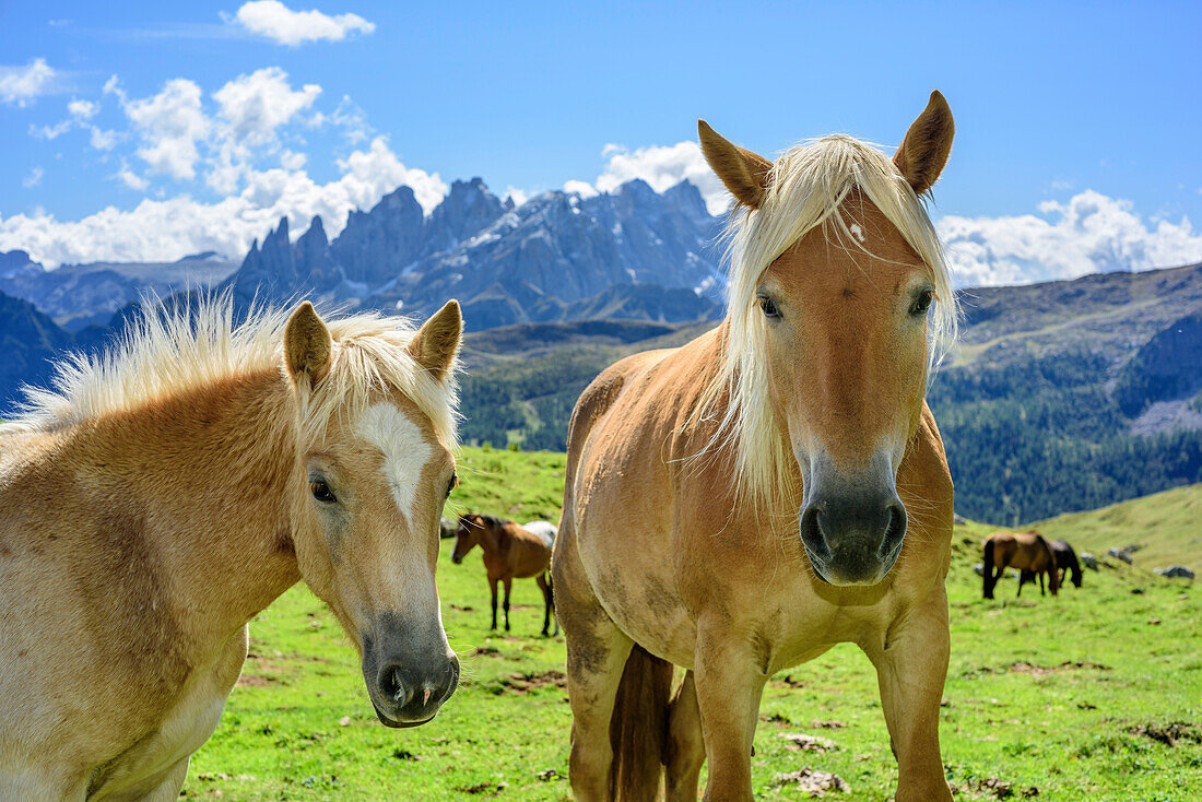 Fohlen und Pferd mit Pala im Hintergrund, Dolomiten, UNESCO Weltnaturerbe Dolomiten, Trentino, Italien