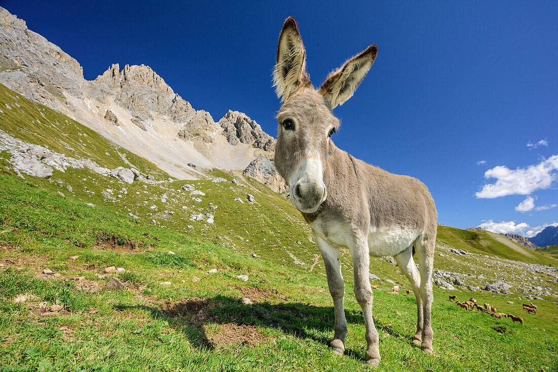 Donkey standing on meadow, Cima dell'Uomo in background, Cima dell'Uomo, Marmolada, Dolomites, UNESCO World Heritage Dolomites, Trentino, Italy