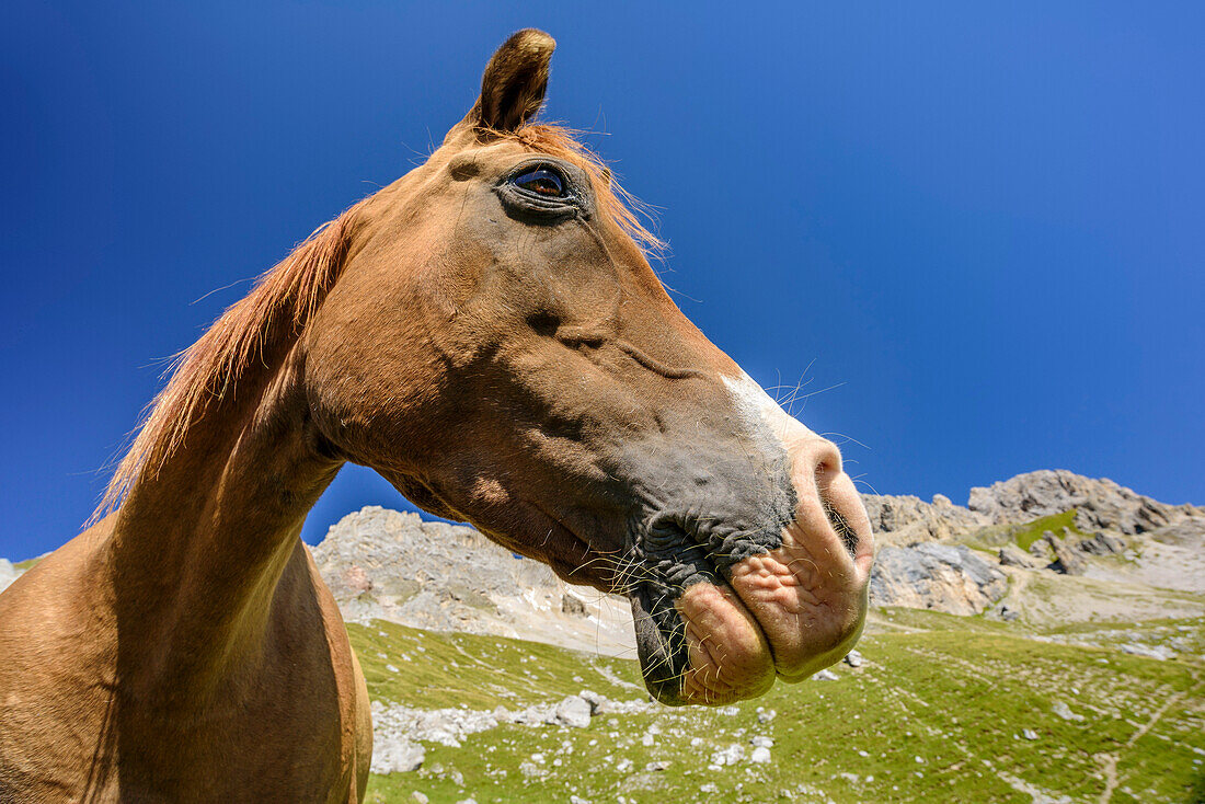 Head of a horse, Dolomites, UNESCO World Heritage Dolomites, Trentino, Italy