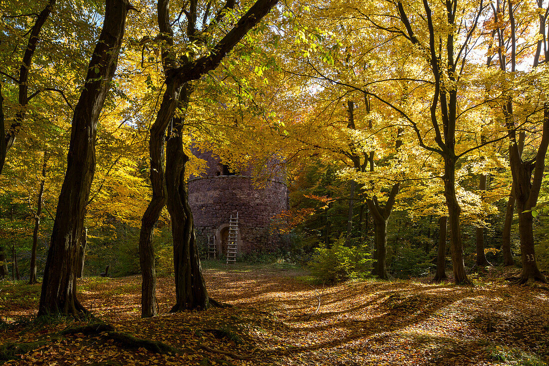 Herbstfaerbung, Bramwald, Laubwald, Bergfried der Bramburg, Turm, Holzleiter, Weserbergland, Niedersachsen, Deutschland