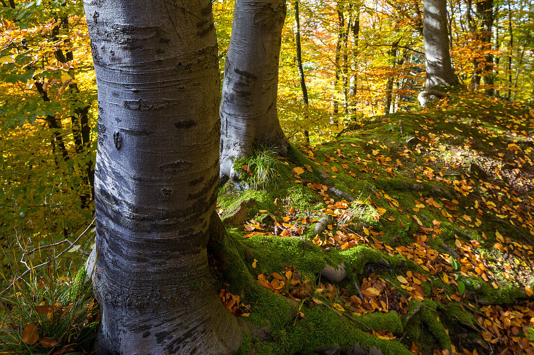 Herbstfaerbung, Bramwald, Laubwald, Weserbergland, Niedersachsen, Deutschland
