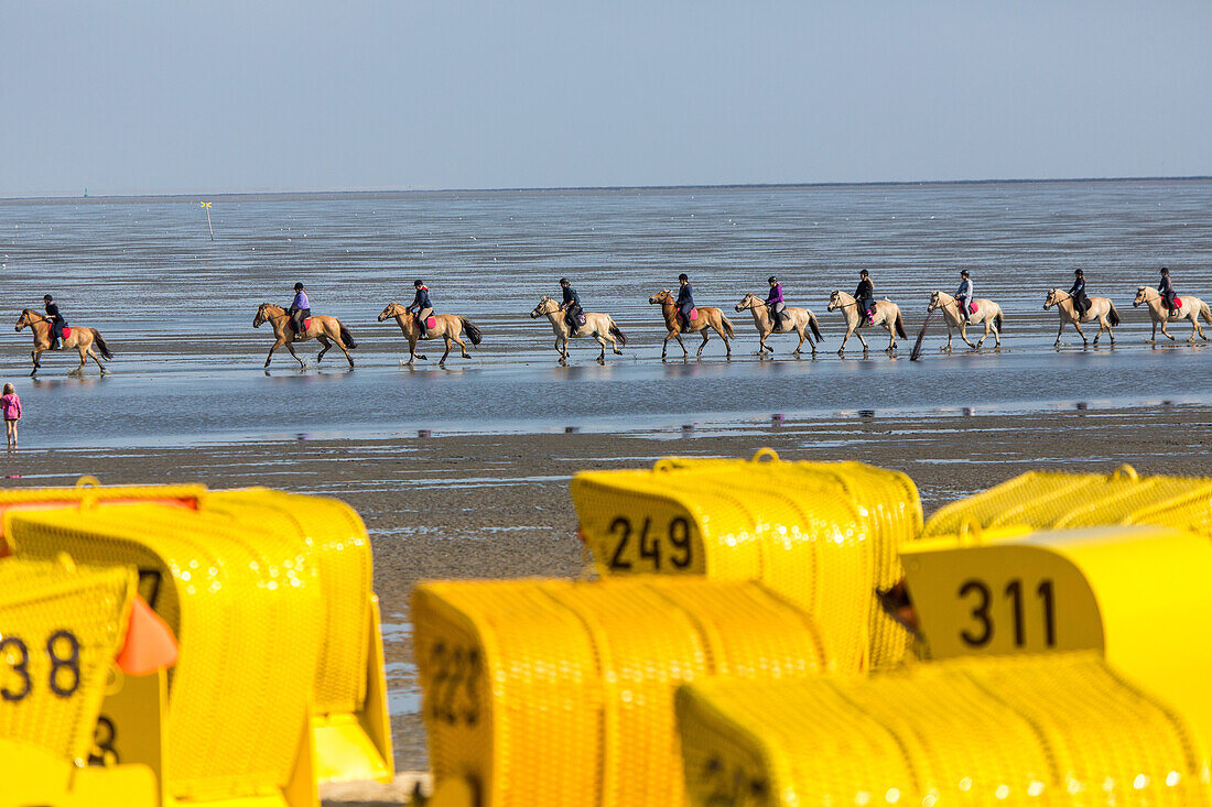 horse riding at low tide, tidal flats, numbered yellow wicker beach chairs for rent, Cuxhaven, Wadden Sea, Lower Saxony, Germany