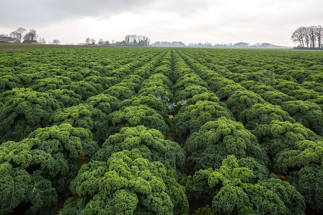 field of kale, winter vegetable, agriculture, Lower Saxony, Germany