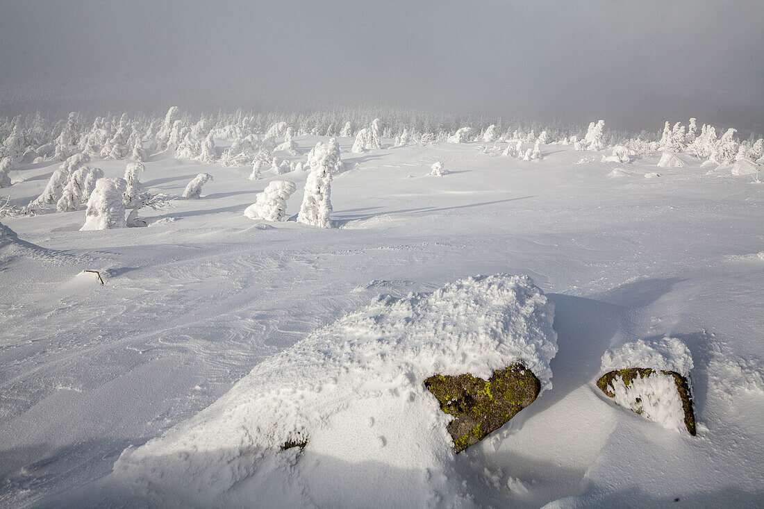 winter snow, frozen, Harz Mountains, landscape, Lower Saxony, Germany