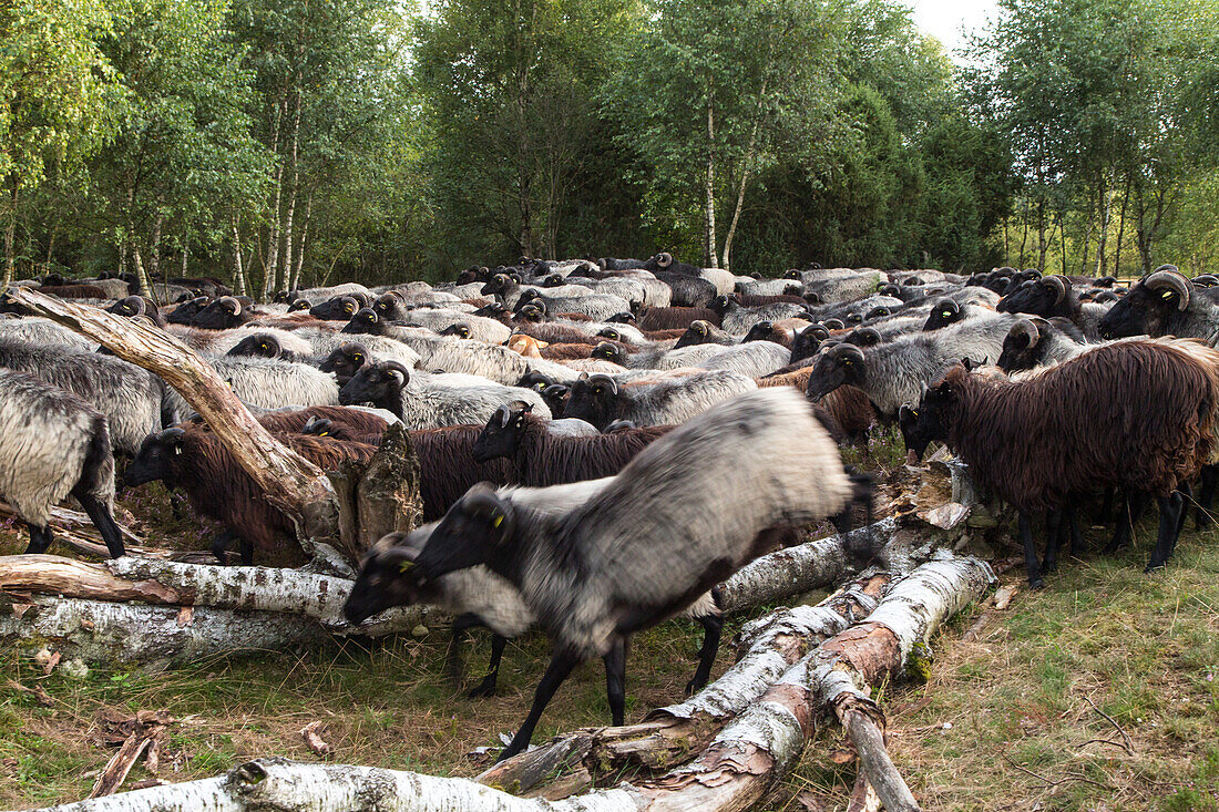 Lueneburg, Heidschnucke moorland sheep, flock of sheep, Lower Saxony, Germany