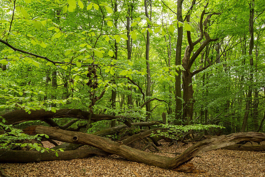 Neuenburger Urwald, Hutewald, frisches Maigruen, Niedersachsen, Norddeutschland, Deutschland