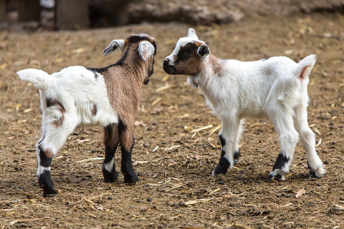 sheephold, moorland sheep and goats, kids, Lueneburg Heath, Lower Saxony, northern Germany