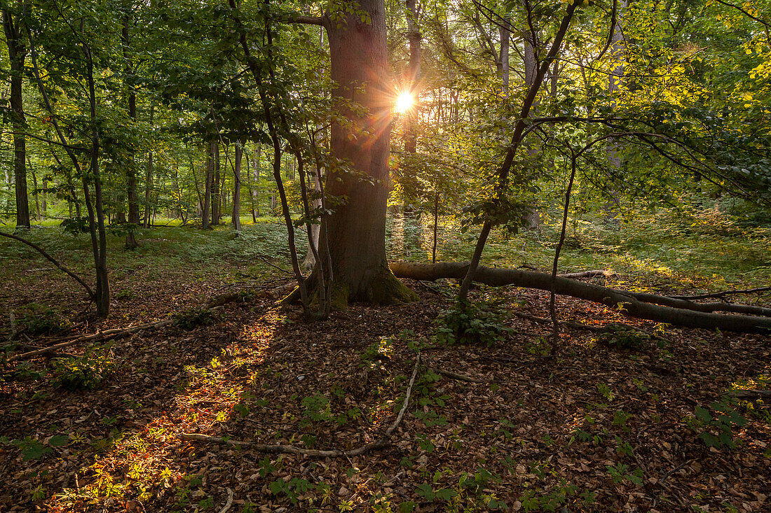near Seesen, sunlight, regional forest, Landschaft, Lower Saxony, Germany