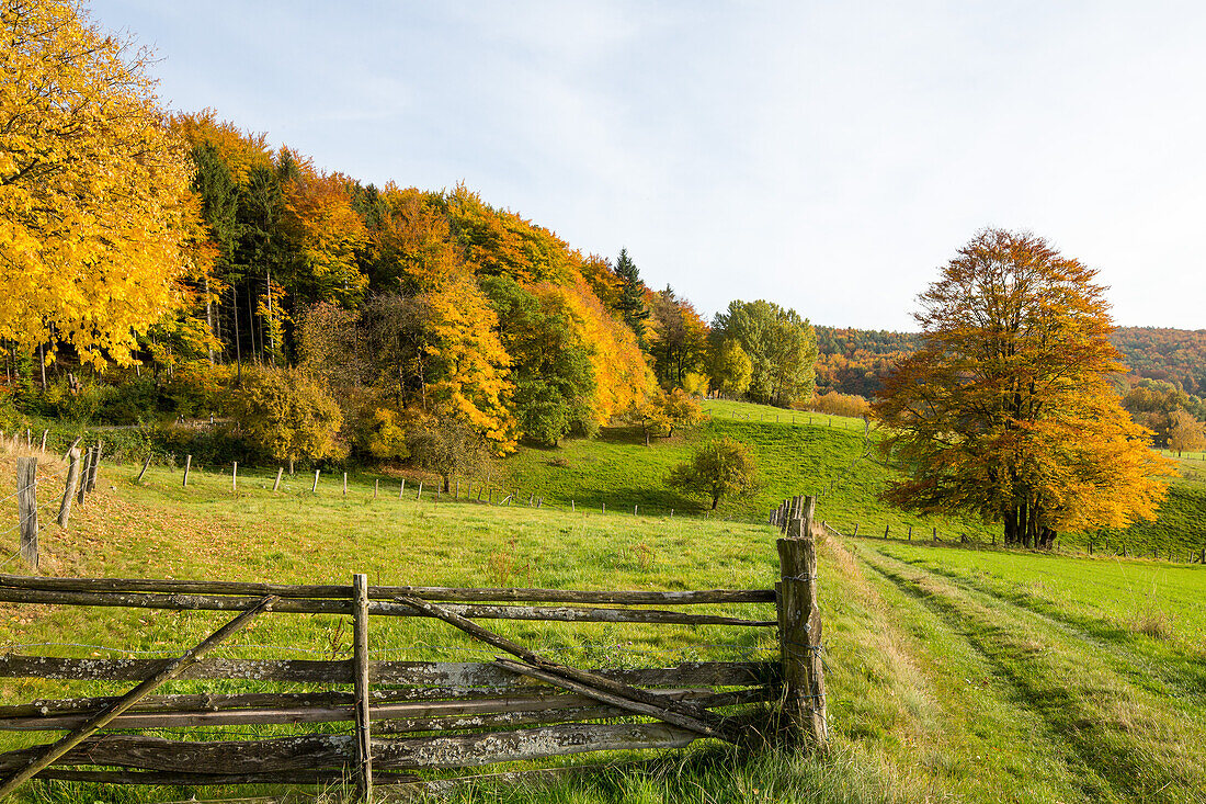 landscape, agriculture, fields, autumn, trees, wood, forest, wooden gate, pastoral, countryside, Lower Saxony, Germany