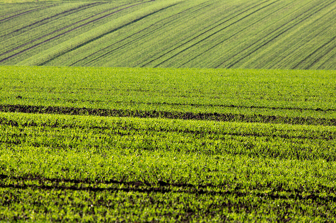 landscape, agriculture, green young, seedlings, soil, tractor tracks, rows, Lower Saxony, Germany