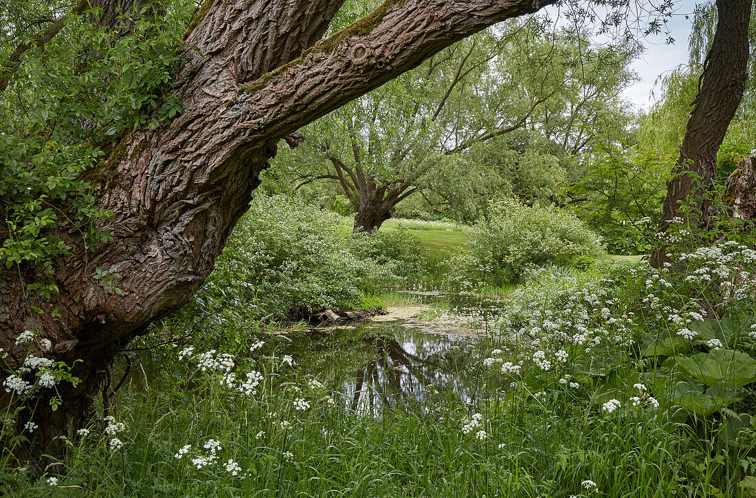 Old willow trees near a pond, Bruetzkow, Mecklenburg Western Pomerania, Germany